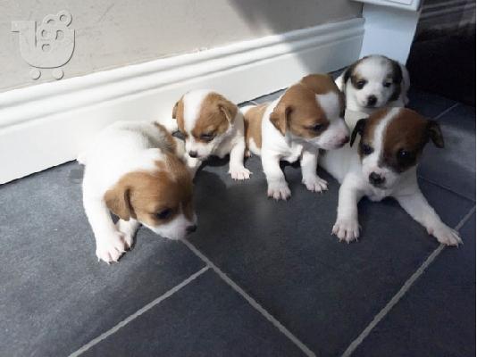 PoulaTo: Πωλούνται ενεργητικά κουτάβια τεριέ Jack Russell